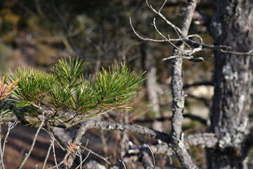 松の樹皮の質感を捉えたクローズアップ