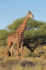 A giraffe (Giraffa camelopardalis) in natural habitat, Mokala National Park, South Africa