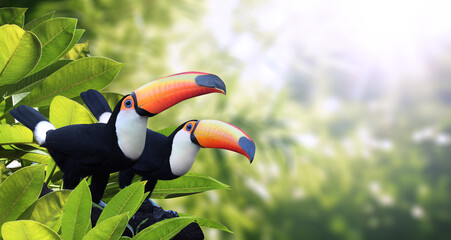 Horizontal banner with two colorful toucan birds (Ramphastidae) in a rainforest. Couple of toucan bird and leaves of tropical plants on sunny  background, creating a vibrant and eye-catching scenic