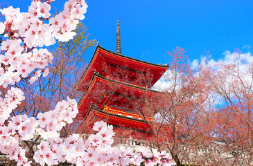 Spring time, sakura blossom season in Japan. Ancient pavilion in Fushimi Inari shrine, Kyoto....
