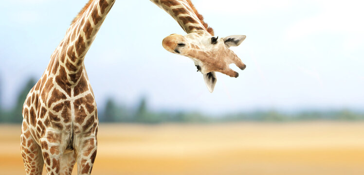 Horizontal nature banner with giraffe face head hanging upside down. Curious giraffe peeks from above. Cute giraffe looks interested on summer landscape background. Animal stares interestedly