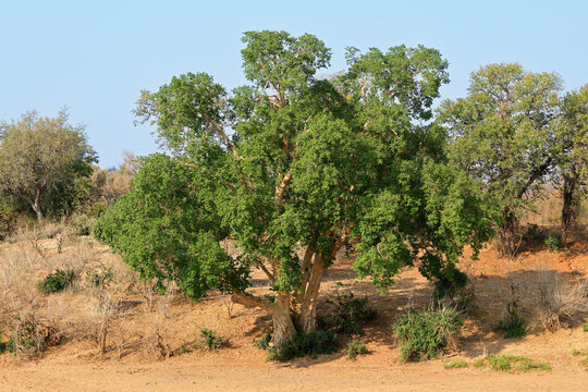 A large African sycamore fig tree (Ficus sycomorus), Kruger National Park, South Africa