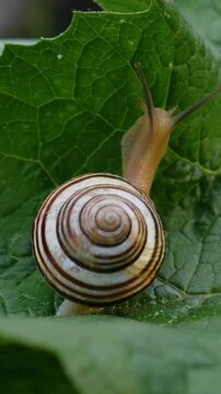 Small shell animal crawls in garden. Contrast between smooth shell and veiny leaf. Concept of balance. Peaceful survival. Simplicity in action. Natural pace. Summer setting