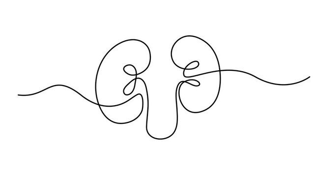 Human kidney sign animation continuous one line drawing. Self drawing animation of single line drawing kidneys. World Kidney Day. Continuous Line Drawing of Kidneys Icon. 4K animation video
