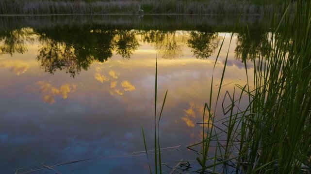 A serene, horizontal shot of a calm body of water reflecting the warm, golden and blue hues of a sunset sky. Tall green reeds are visible in the foreground on the right, and the dark silhouettes of tr