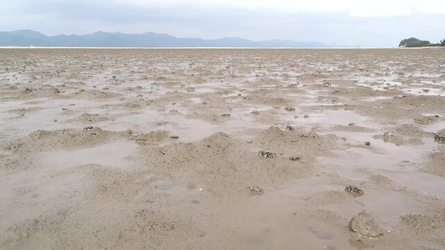 imelapse of marine life activities on the West Coast mudflat in South Korea