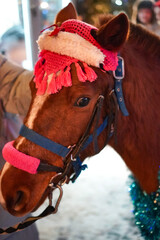 Close-up portrait of a brown horse wearing a festive knitted hat and colorful decorations during a winter holiday event. Cozy evening atmosphere with soft lights and people in the background