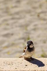 Cute House sparrow sitting on a stone wall
