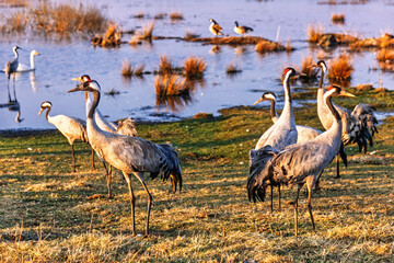 Flock of cranes on a meadow by a lake at springtime