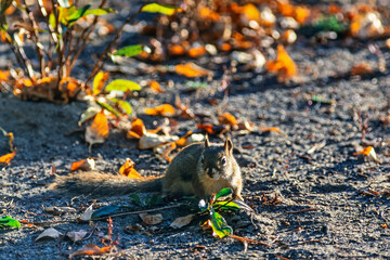 American red squirrel on the forest floor