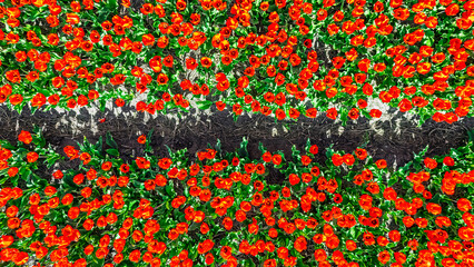 Aerial drone view of tulip flowers fields background in spring season, bulbfields and tulips blossoming in springtime, traditional dutch agriculture landscape, Lisse, South Holland, the Netherlands