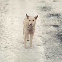 A lone white dog stands on a snowy, icy path during winter weather