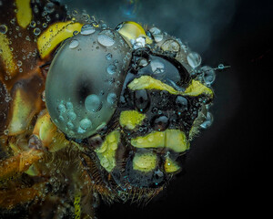Close up macro dragon fly 