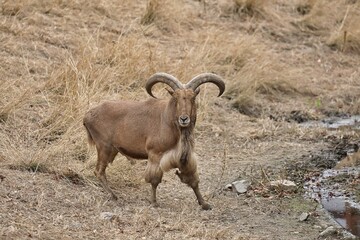 足を広げて立つオスのバーバリーシープ