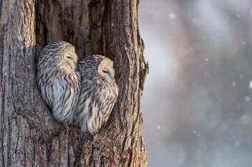 冬のエゾフクロウ