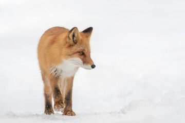 森の中を歩くキタキツネ