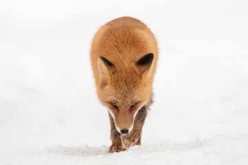 森の中を歩くキタキツネ