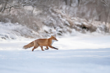 森の中を歩くキタキツネ