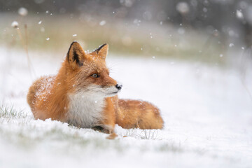 森でたたずむキタキツネ