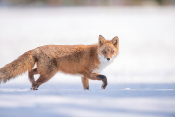 森の中を歩くキタキツネ