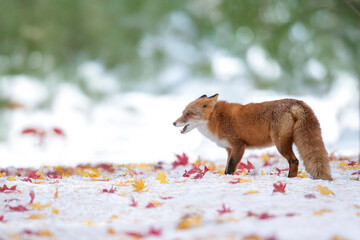 森でたたずむキタキツネ
