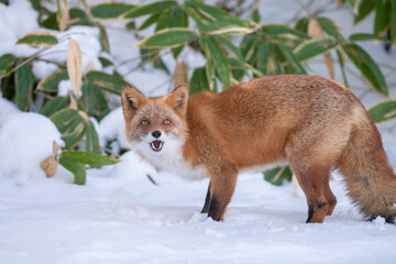 森でたたずむキタキツネ
