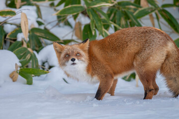 森でたたずむキタキツネ