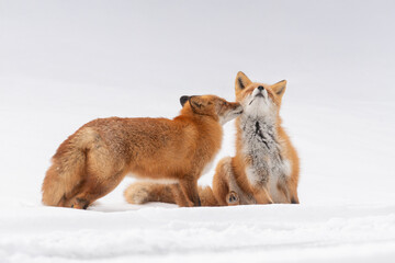 森でたたずむキタキツネの夫婦