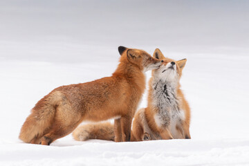 森でたたずむキタキツネの夫婦