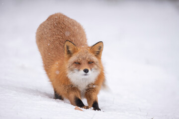 森でたたずむキタキツネ