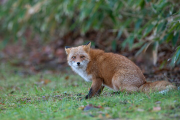 森でたたずむキタキツネ