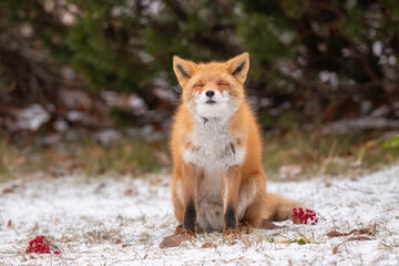 森でたたずむキタキツネ