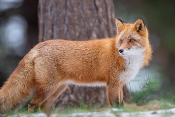 森でたたずむキタキツネ