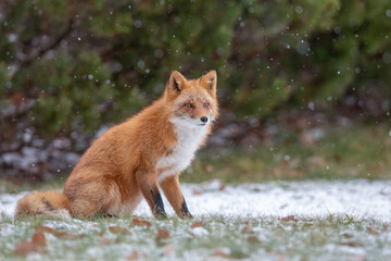 森でたたずむキタキツネ