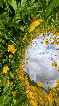 Vibrant Buttercup Wildflowers Tiny Planet 360 VR Transition Over A Mountain Meadow Vertical video