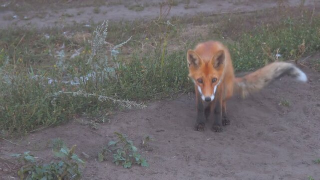 Portrait of a wild fox on a country road. Camera panning