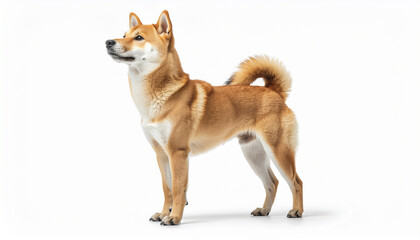 Side Profile of Standing Shiba Inu Dog Isolated on White Background