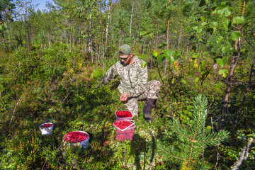 Russia. The lives of ordinary people. A man, 48 years old, picking lingonberries in the forest.