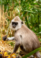 Obraz premium A gray langur Hanuman sits on the ground and eats bananas. Monkeys in the wild jungles of Sri Lanka. A wildlife scene featuring wild animals.