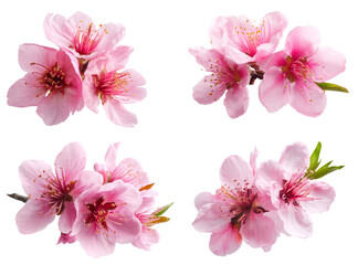 peach blossom collection, isolated on transparent background