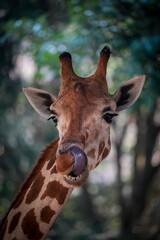 close up of a giraffe
