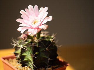 Gymnocalycium cactus plant pink flower desert succulent green tree pot garden houseplant lifestyle nature beautiful floral summer tropical botanical growth thorn decoration background selected focus