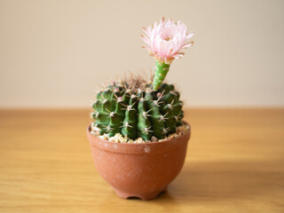 Gymnocalycium cactus plant pink flower desert succulent green tree pot garden houseplant lifestyle nature beautiful floral summer tropical botanical growth thorn decoration background selected focus