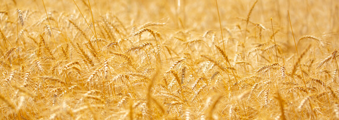 Wheat field on a sunny day. Grain farming, ears of wheat close-up. Agriculture, growing food...