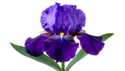 Close Up Iris Flower with Deep Purple Petals on Black Background and Green Leaves