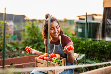 Young woman harvesting fresh ripe tomatoes in garden