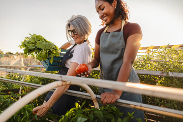Women harvesting fresh organic produce in community garden