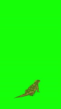 Cartoon Iguana or Comodo Dragon on Green Screen Background. 2D animation 4K Vertical video