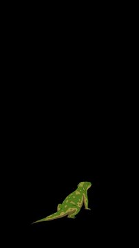 Cartoon Iguana or Comodo Dragon alpha matte 2D animation 4K Vertical video