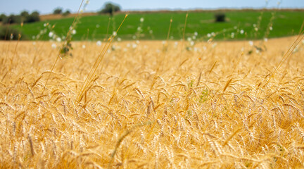 Wheat field on a sunny day. Grain farming, ears of wheat close-up. Agriculture, growing food...